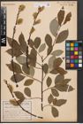 Foto von Salix caprea L.